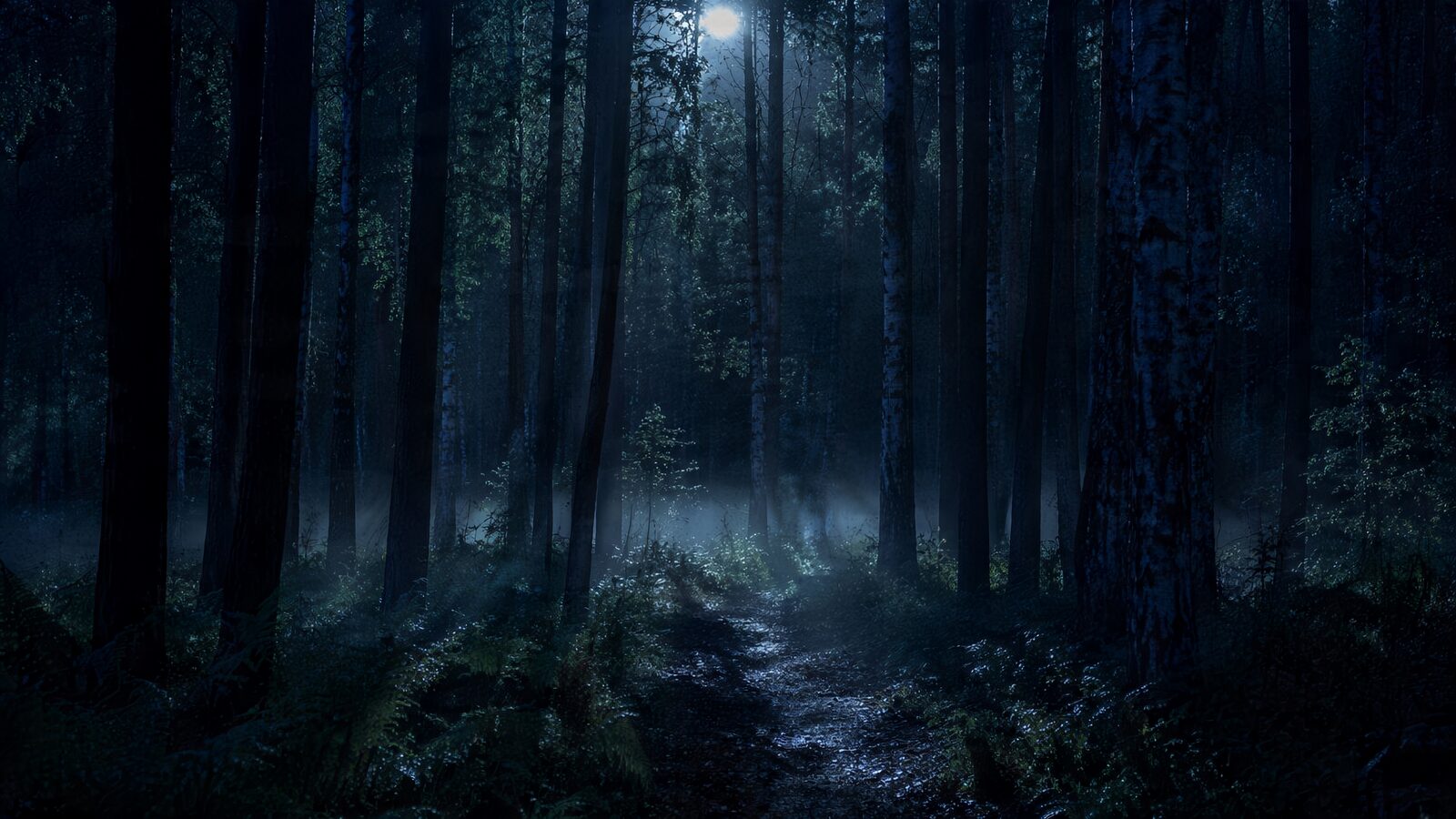 Moonlit forest path