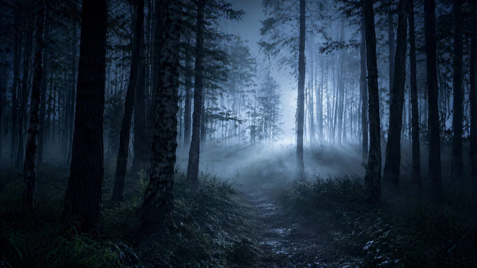 Foggy forest clearing